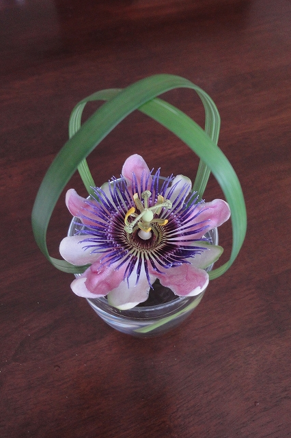 _flor de la pasion